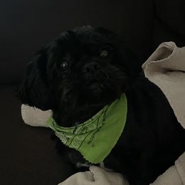 Koko - Shih Tzu