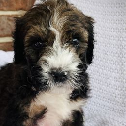 Boy 1 - Tri-color Bernedoodle puppy in Jamestown, Tennessee from Yellow Cliff Doodles