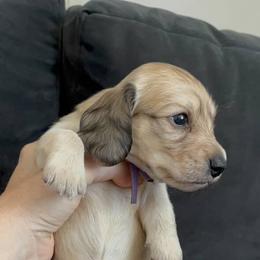 Dachshund and Golden Retriever Puppies from Grove Haven Canines