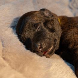 Olenna - Fawn female Belgian Malinois puppy in Baltimore, Maryland from Abenteurer German Shepherds & Belgian Malinois