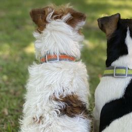 American Hunt Terriers and Russell Terriers from Moe's Shorty Jacks