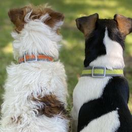 American Hunt Terriers and Russell Terriers from Moe's Shorty Jacks