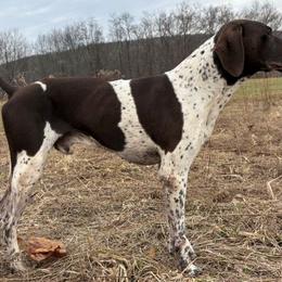 Hero - German Shorthaired Pointer