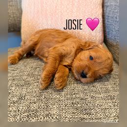 Josie - Apricot female Goldendoodle puppy in Glendale, Arizona from Follow Your Bliss Doodles