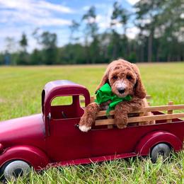 Charlie's Green Boy - Red  male Goldendoodle puppy in Kountze, Texas from Texas Doodles LLC