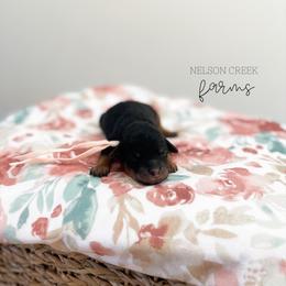 Sapphire - Black & tan female Maltipoo puppy in Huntsville, Texas from Nelson Creek Farms
