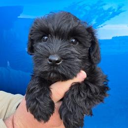 Ingrid - Black female Miniature Schnauzer puppy in Piedmont, Oklahoma from J&K's Miniature Schnauzers