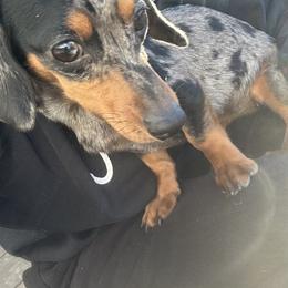 Floppy - Dachshund
