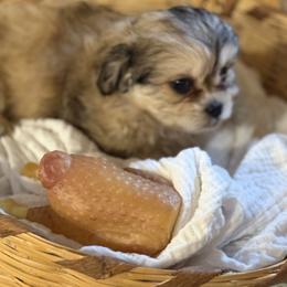 Cy - Fawn male Companion Cross puppy in Calhan, Colorado from Millennium Falcon Kennels