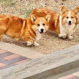 Pembroke Welsh Corgi puppies from Monarch Corgis