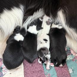 Border Collie puppies from By Design Farm