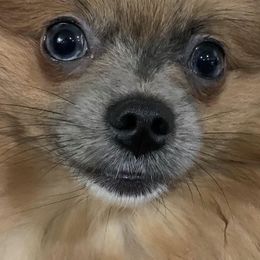 Pomeranians from Mimi’s Poms