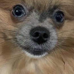 Pomeranians from Mimi’s Poms