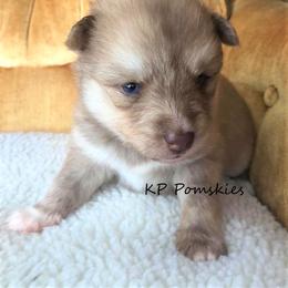 Pomsky Puppies from KP Pomskies LLC