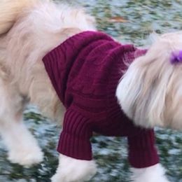 Shih Tzus from Maria Amaro's Shih Tzu Puppies