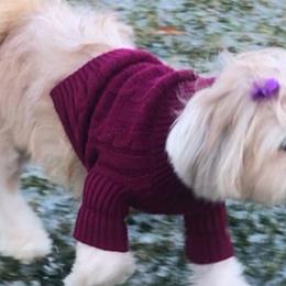 Shih Tzus from Maria Amaro's Shih Tzu Puppies