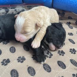 Sheepadoodle Puppies from Sarah Pearl’s Mini Sheepadoodles