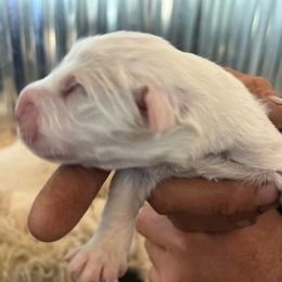 Girl 2 - White female Great Pyrenees puppy in Elfrida, Arizona from Outlaw Acres Kennels