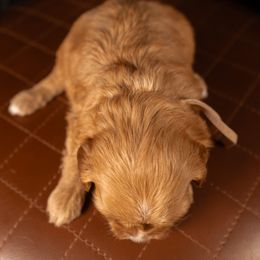 Bernedoodle, Cavapoo, Goldendoodle, and Poodle Puppies from Wasatch Pup