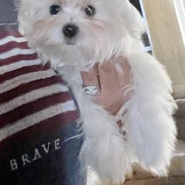 Maltese Puppies from California AKC Maltese