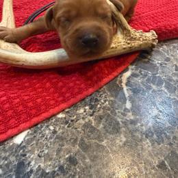 Girl 3 - Yellow female Labrador Retriever puppy in Normantown, West Virginia from Meadows Labradors