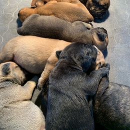 Boy 2 - Brindle male Boerboel puppy in Salinas, California from Golden State Boerboels