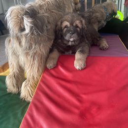 Boy 3 - Red gold sable Tibetan Mastiff puppy in Colorado Springs, Colorado from Wanderlust Tibetan Mastiffs
