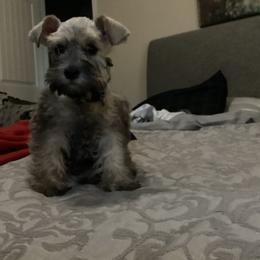 Zelda - Salt and pepper female Miniature Schnauzer puppy in Aubrey, Texas from Matrix Schnauzers