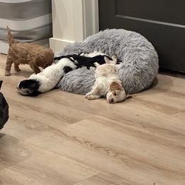 Cavapoo puppies from Cavachon Love Chocolate Cavaliers, Cavaliers, Cavachon’s, Cavapoos