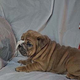 "Carnage x Paczki Summer 2023 litter" Bulldog Puppies from Illinois Bullies Kennel