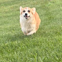 Gemma - Fawn female Pembroke Welsh Corgi puppy in Abingdon, Virginia from Em-K Kennels