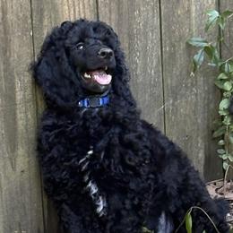 Franz - Black male Poodle puppy in Hartselle, Alabama from Phare Poodles