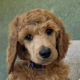 Lili (Purple collar) - Red  female Poodle puppy in Fairfield, California from Choice Red Standards