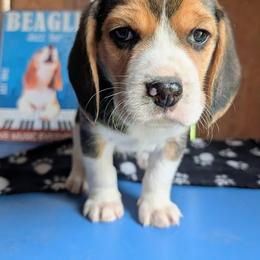 Sir Arthur - Black white and tan male Beagle puppy in Colville, Washington from Rosehaven Homestead
