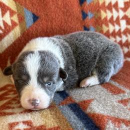 Dilute Female 1 - Gray and white female American Corgi puppy in Okeechobee, Florida from HotShot Kennels