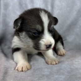Burgundy Collar Female - Black and tan female Pembroke Welsh Corgi puppy in Victoria, Texas from Clear Creek Corgis