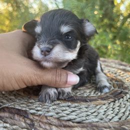 Margaery - Liver female Miniature Schnauzer puppy in Menifee, California from Moonshine’s Minis