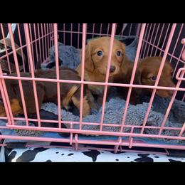 Dachshund Puppies from Long Dog Ranch