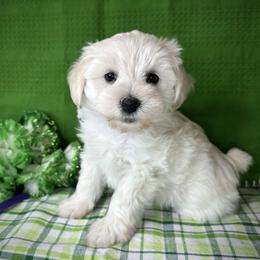White - White female Miniature Schnauzer puppy in Placerville, California from Rpuppies