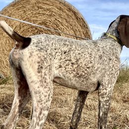 Beagles and German Shorthaired Pointers from Houston’s Howlin’ Hounds