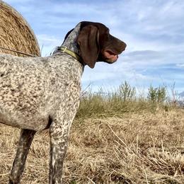 Beagles and German Shorthaired Pointers from Houston’s Howlin’ Hounds