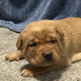 Tasha - Yellow female Labrador Retriever puppy in Alcester, South Dakota from Theresa Rhodes