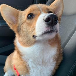 Kal - Pembroke Welsh Corgi