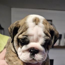 Bulldog Puppies from Magill's Bulldogs