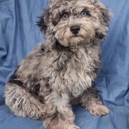 Dazzle mini sliver merle - Merle female Goldendoodle puppy in Clermont, Florida from Sammy's Puppies