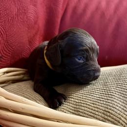 Girl 4 Yellow - Liver female Boykin Spaniel puppy in Stapleton, Alabama from Taensas Boykins