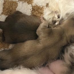 Shih Tzu Puppies from Wood Foo Breeders