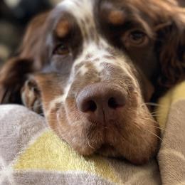 Dachshunds and English Springer Spaniels from Clucking Homestead Springers & Dachshunds