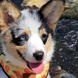 American Corgis and Miniature American Shepherds from Puppies by Alies