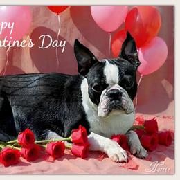 HotCakes - Boston Terrier